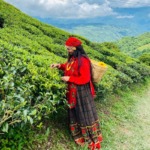Gopaldhara Tea Estate